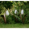 Snowdrop