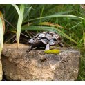 Tortoise