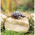Tortoise