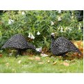 Twisted Guinea Fowl 