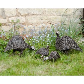 Twisted Guinea Fowl Family