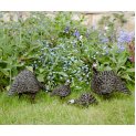 Twisted Guinea Fowl Family