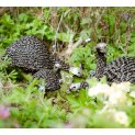 Twisted Guinea Fowl Family