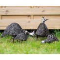 Twisted Guinea Fowl Family