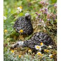 Twisted Guinea Fowl Chick