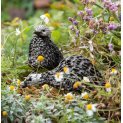 Twisted Guinea Fowl Chick