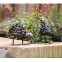 Twisted Guinea Fowl Chick