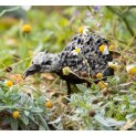 Twisted Guinea Fowl Chick