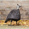 Twisted Guinea Fowl 