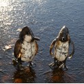 Baby Penguin