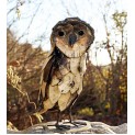 Barn Owl