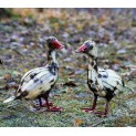 Baby Goose