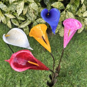 Calla Lily