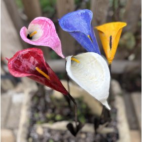 Calla Lily