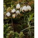 Lily of the valley 