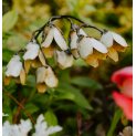 Lily of the valley 