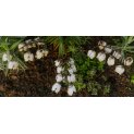 Lily of the valley 