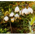 Lily of the valley 