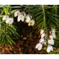 Lily of the valley 