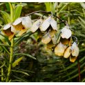 Lily of the valley 