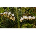 Lily of the valley 