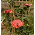 Poppies (x3)