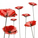 Poppies (x3)