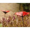 Poppies (x3)