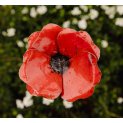 Poppies (x3)
