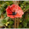 Poppies (x3)