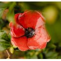 Poppies (x3)