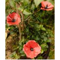 Poppies (x3)