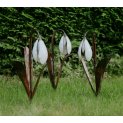 Snowdrop