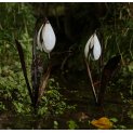 Snowdrop