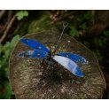 Dragonflies