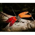 Dragonflies