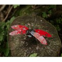 Dragonflies