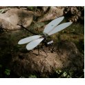 Dragonflies