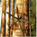 Silver dragonflies