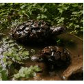 Tortoise