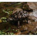 Tortoise