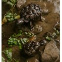 Tortoise