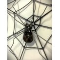 Spider web