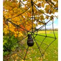 Spider web