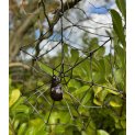 Spider web