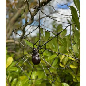 Spider web