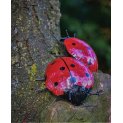 Ladybird