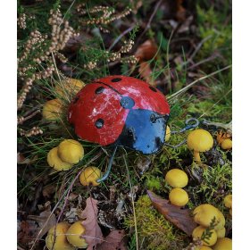Ladybird