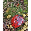 Ladybird