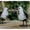 Dove